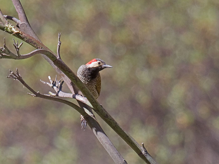 Black-necked Woodpecker