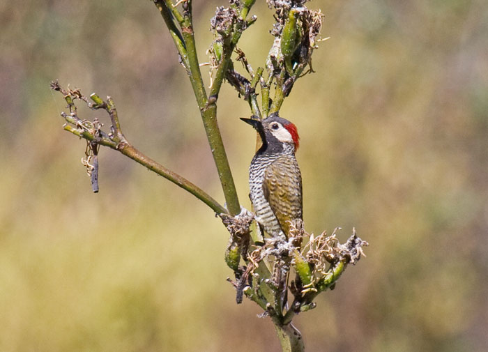 Black-necked Woodpecker