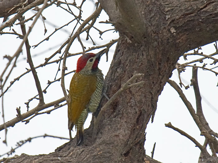 Golden-olive Woodpecker