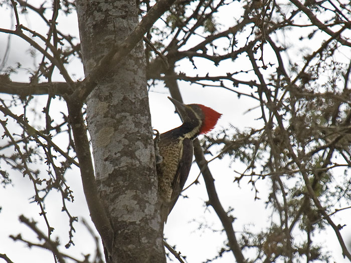 Lineated Woodpecker
