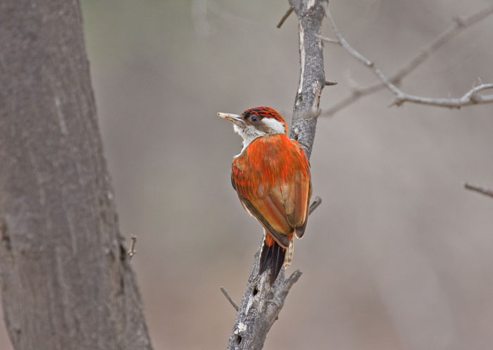 Scarlet-backed Woodpecker