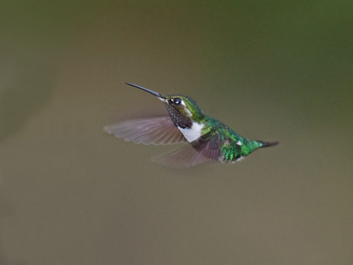 White-bellied Woodstar