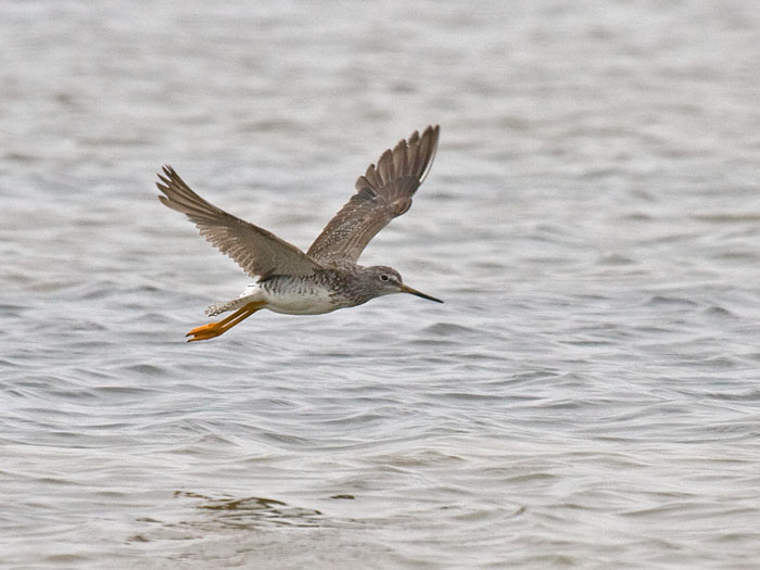 Greater Yellowlegs