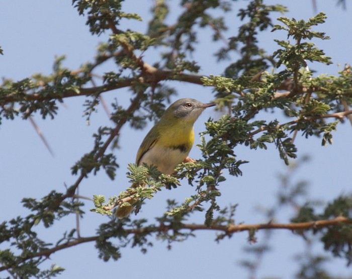 Yellow-breasted Apalis