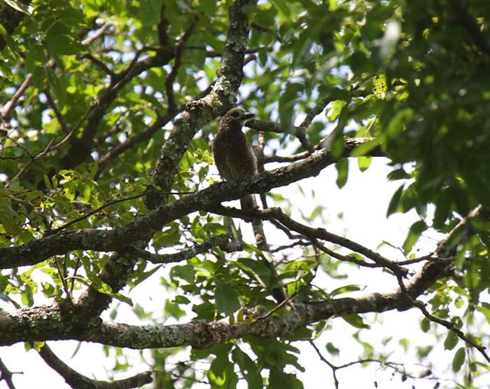 Whyte's BarbetCanon 40D400mm focal length