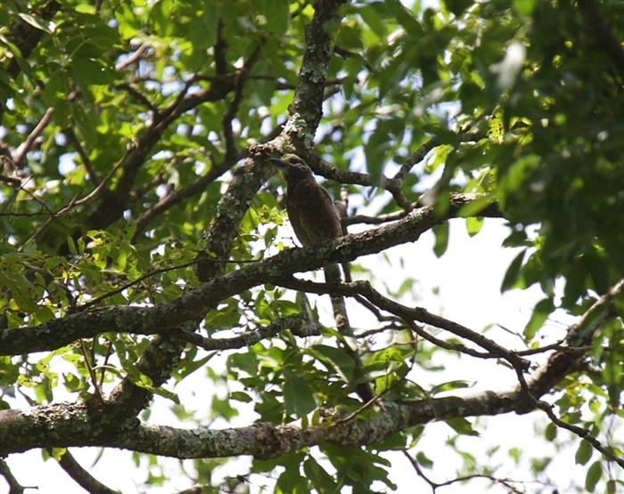 Whyte's BarbetCanon 40D400mm focal length