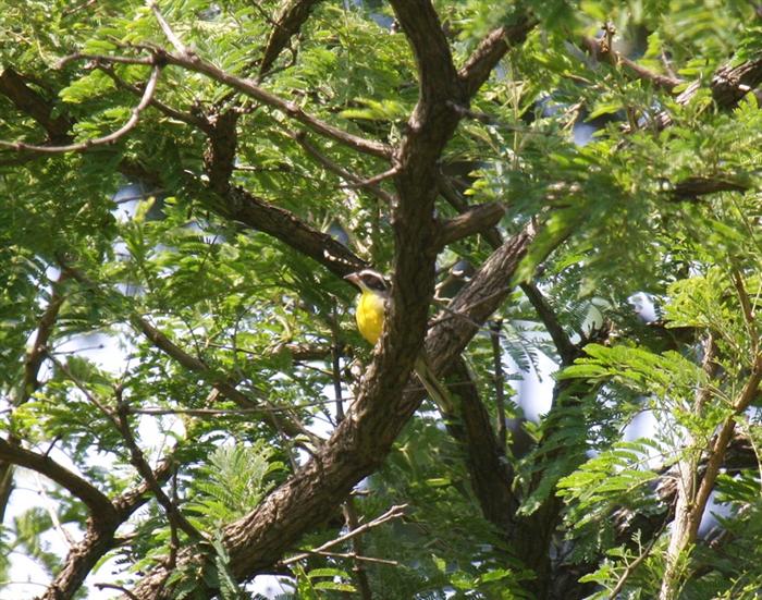 Cabanis's Bunting