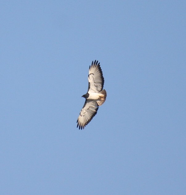 Augur Buzzard