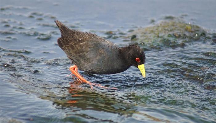 Black Crake