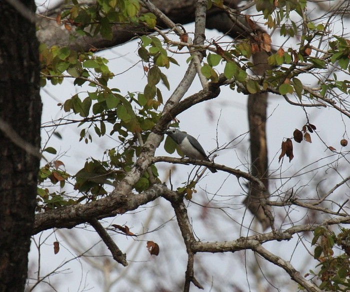White-breasted Cuckooshrike