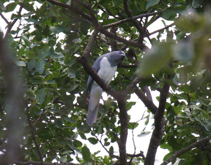 White-breasted Cuckooshrike