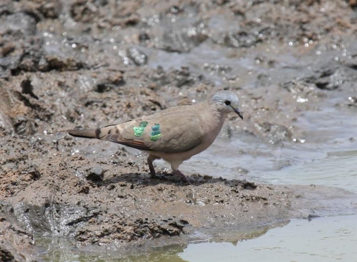 Emerald-spotted Wood-Dove