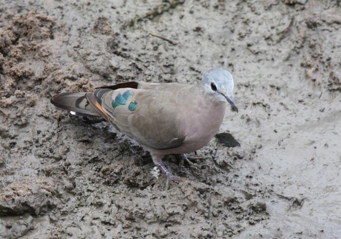 Emerald-spotted Wood-Dove