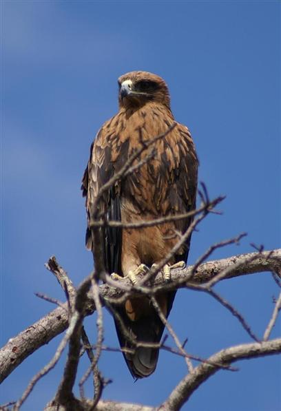 Tawny Eagle