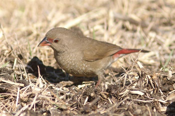 Red-billed Firefinch