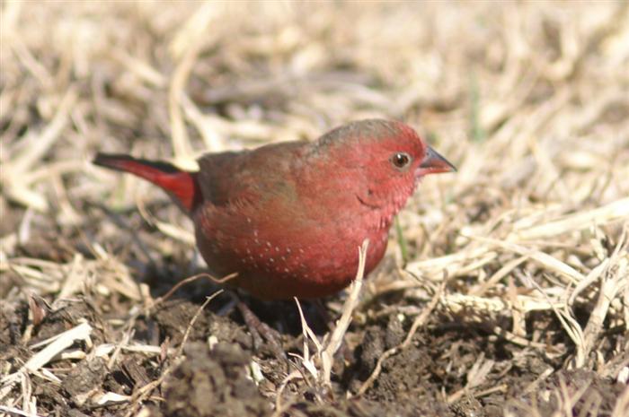 Red-billed Firefinch