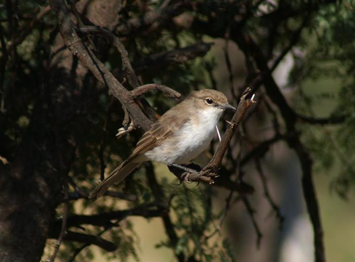 Marico Flycatcher