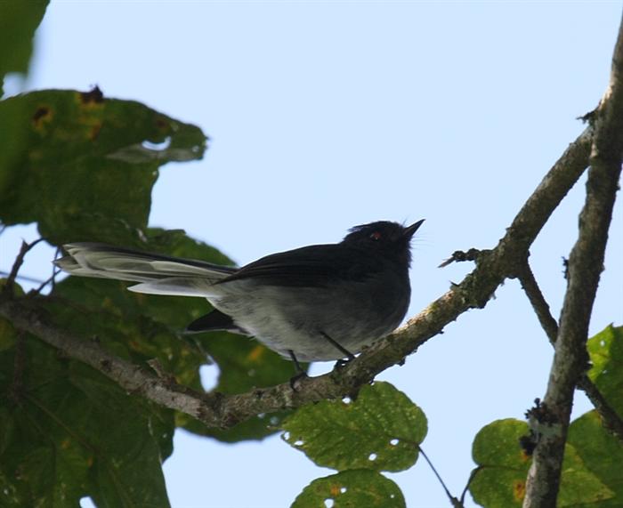 White-tailed Crested Flycatcher