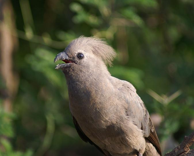 Grey Go-away-bird