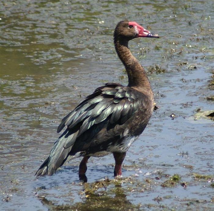 Spur-winged Goose