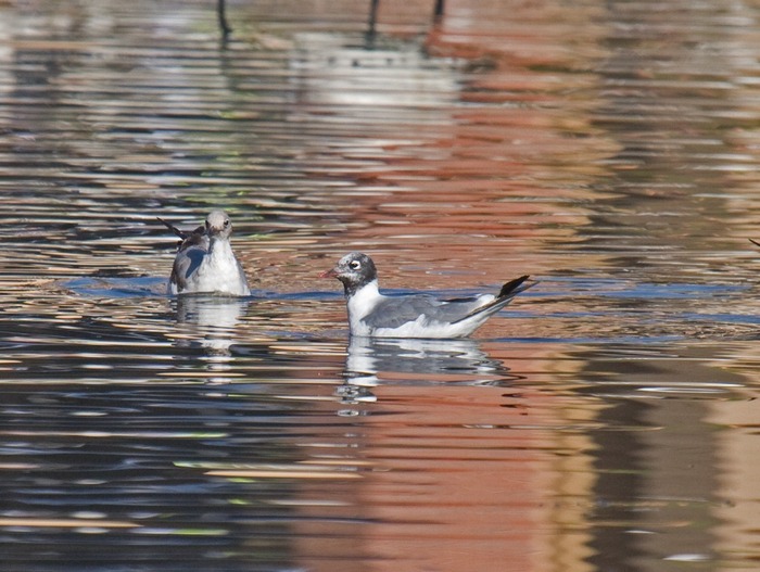Franklin's Gull