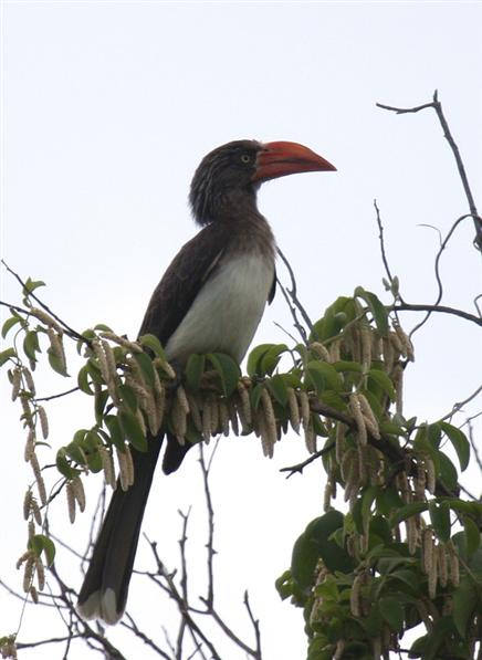 Crowned Hornbill