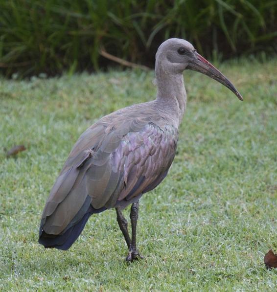 Hadeda Ibis