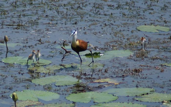 African JacanaMinolta Maxxum 5D300mm focal length