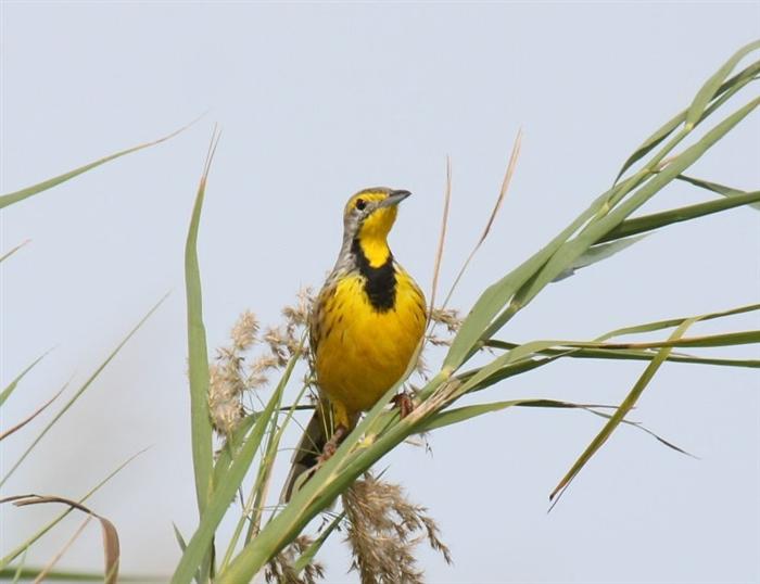 Yellow-throated Longclaw