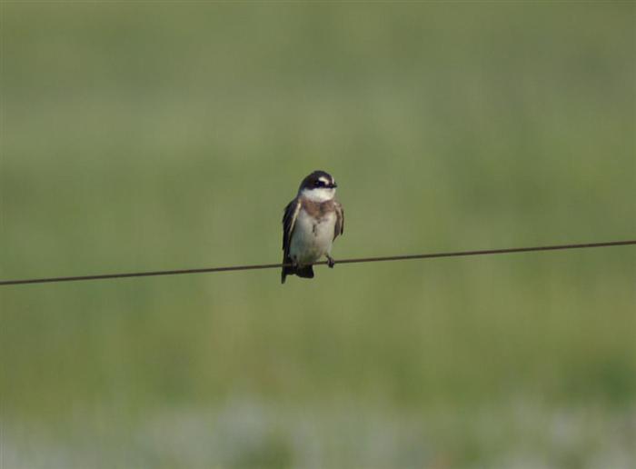 Banded Martin