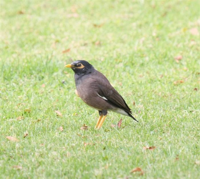 Common Myna