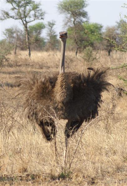 Common Ostrich