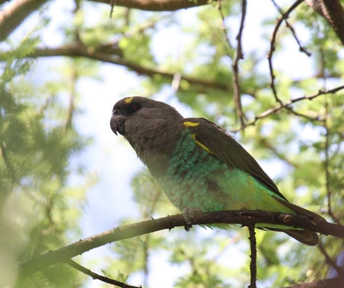 Meyer's Parrot