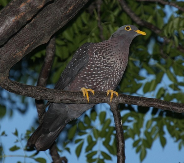 African Olive Pigeon