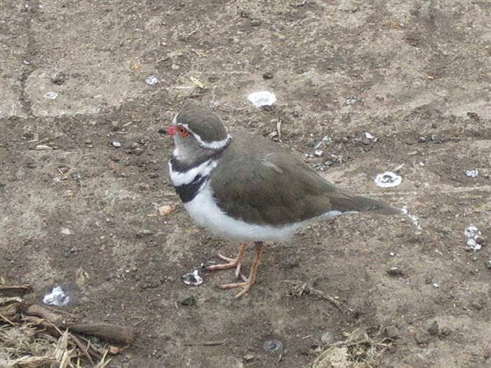 Three-banded Plover