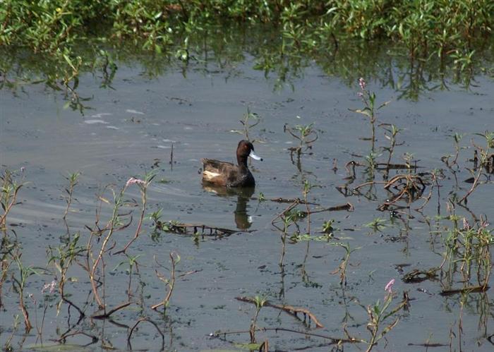 Southern Pochard