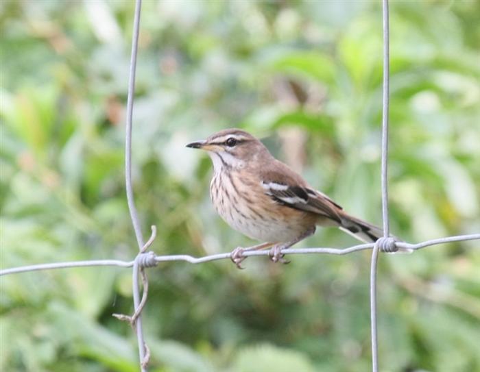White-browed Scrub-RobinCanon 40DFocal length 400mm