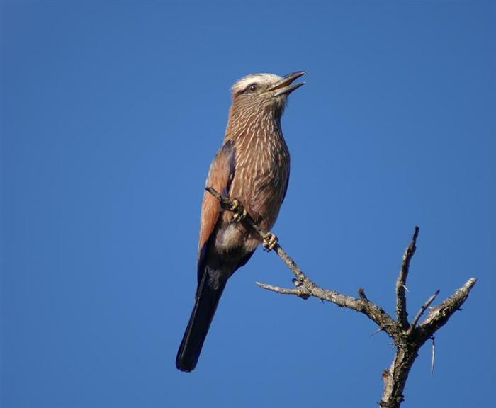 Purple Roller
