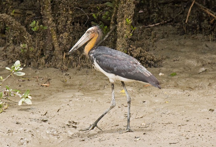 LESSER ADJUTANT