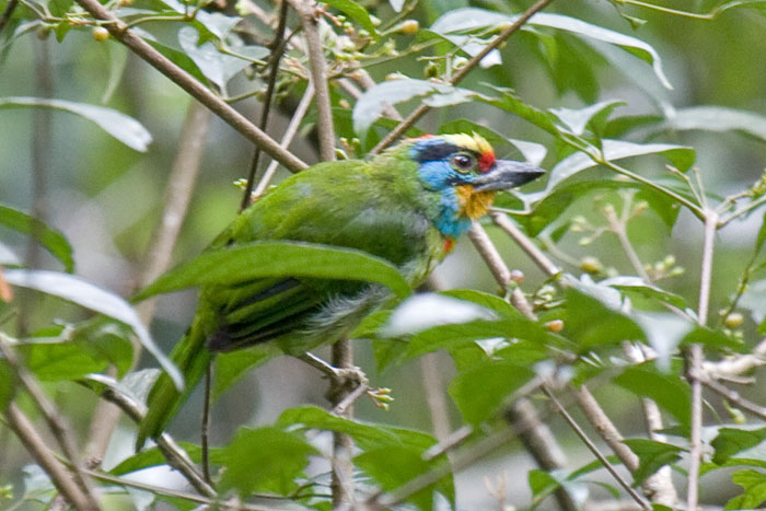 Black-browed Barbet