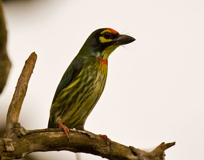 Coppersmith Barbet