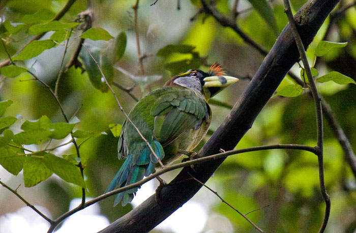 Fire-tufted Barbet