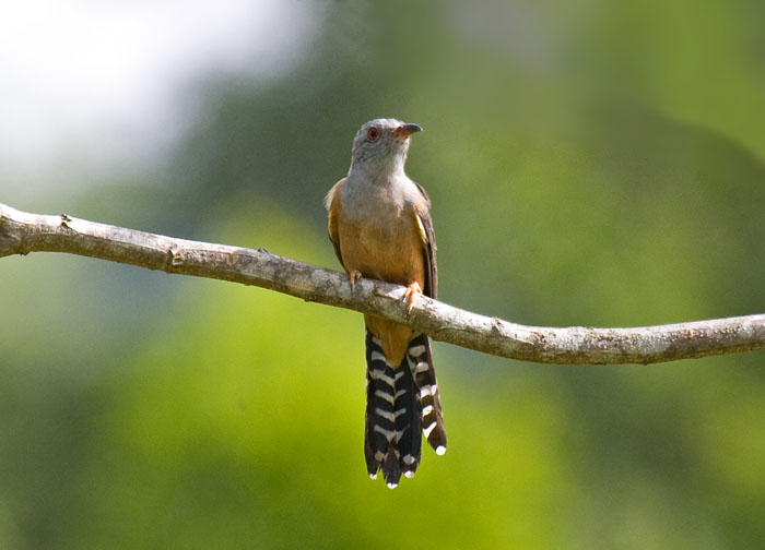 Plaintive Cuckoo