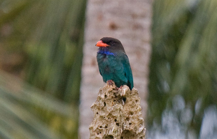 Dollarbird