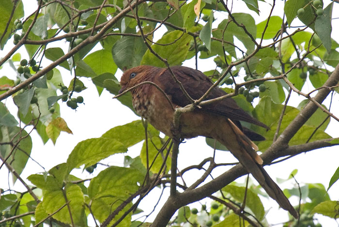 Little Cuckoo-Dove