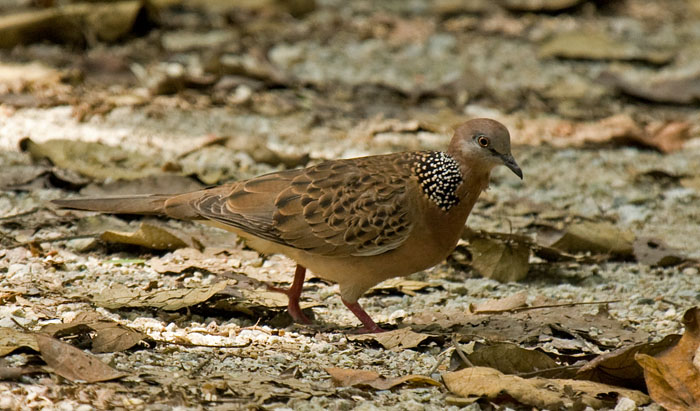 Spotted Dove