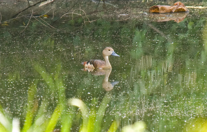 Lesser Whistling Duck