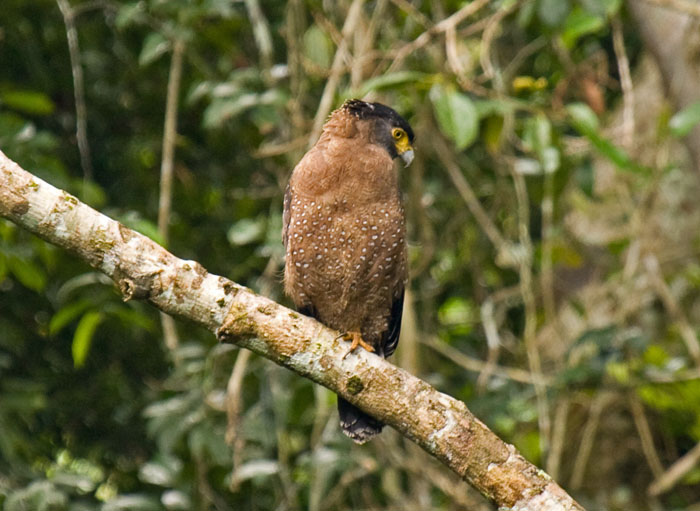 CRESTED SERPENT EAGLE