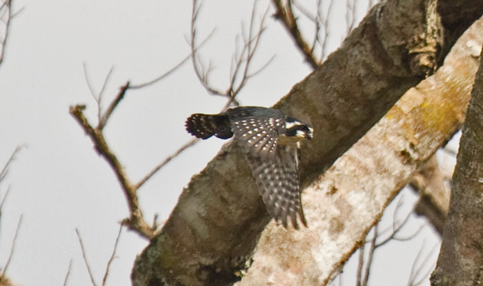 BLACK-THIGHED FALCONET