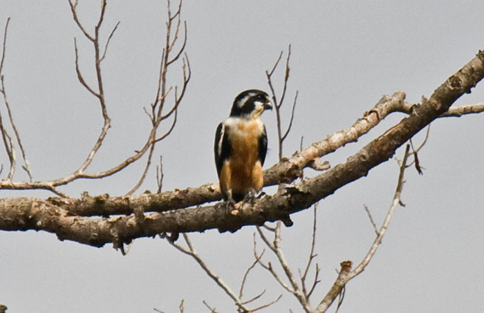 BLACK-THIGHED FALCONET